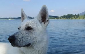 Portrait of the beautiful white shepherd dog near the water
