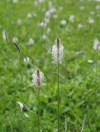 white flower of plantain