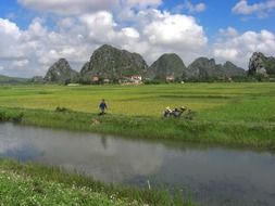 landscape of the green rice fields in Vietnam