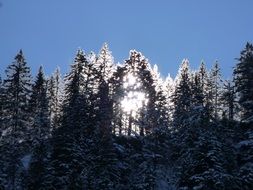 winter sunrise over the forest in the Alps