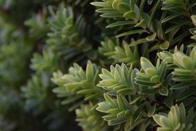 green bush leaves macro view