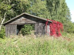 barn autumn ivy
