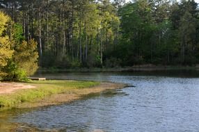 lake among green trees on a clear sunny day