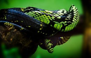 snake animal nature