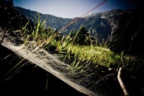 Spider web on the meadow on the mountain