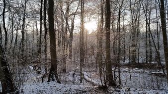 winter trees in the forest in Poland