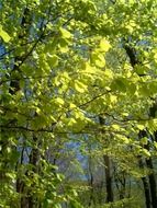 deciduous forest in the summer