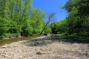 creek in spring forest, canada, ontario, bronte state park