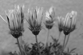 flowers drought summer