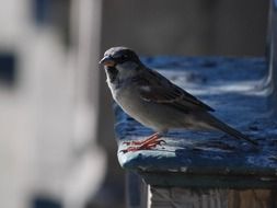 sparrow on a wooden birdhouse