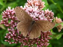 brown butterfly on a lush inflorescence close-up