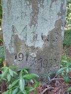 dogs peaceful grave in forest