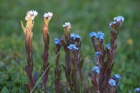 veronica persica, blooming plants in wild