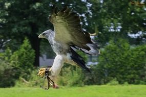 eagle in nature