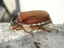 cockchafer, maybug, side view on a blurred background