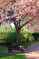 Bank in the beautiful colorful park in spring