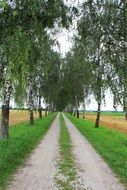 road in a birch grove