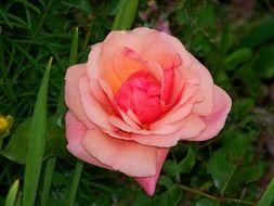 closeup photo of pink rose in the garden