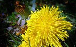 Close-up of the beautiful, fluffy, yellow dandelion flower