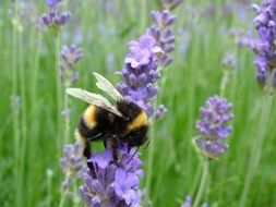 Bumblebee on a purple flower on a green meadow