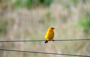 yellow canary on a wire in the air