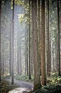 sunbeams in forest