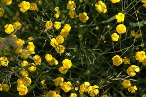 enchanting buttercup flowers