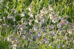 taubenkropf leimkraut herb in the meadow