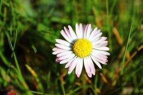 daisy, pink and white flower in grass