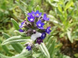 macro photo of blue flowers in the wildlife