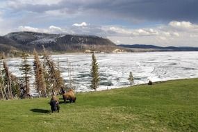 grazing bison in the yellowstone national park