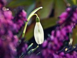 white snowdrop at purple spring flowers