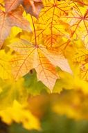 autumn bright color maple leaves on a blurred background
