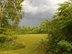 green forest glade on a cloudy day