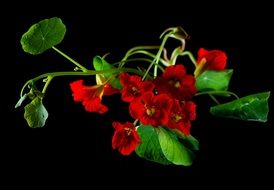 Nasturtium plant with red flowers on a black background