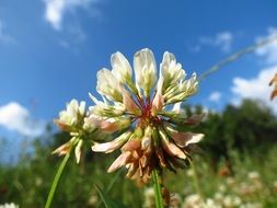 white clover flower close up