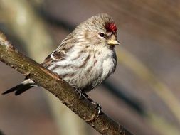 redpoll finch bird