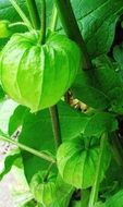 Green Chinese lanterns in the garden