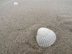 sand shell sea