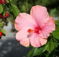 Beautiful hibiscus flower with pink petals near the red berries