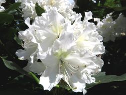 rhododendron white blossom bloom