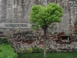 impressive bush nature, wiener neustadt, austria