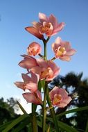 pink orchid flowers in bloom