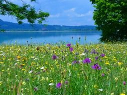 colorful flowers in the meadow