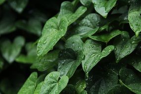 green bush in rain drops close up