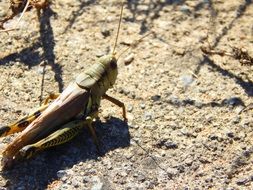 grasshopper is on a stone