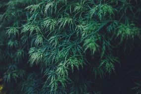 plants with green leaves