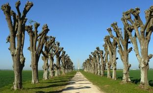 france trees