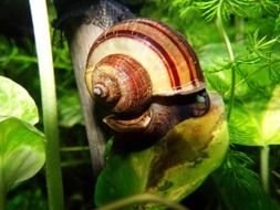 spiral snail close up