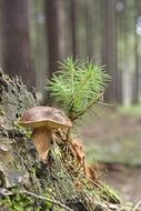 mushroom close stump green wood